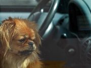 Kansas City Royals Fans Came To This Dogs Rescue Kansas City Royals Fans Came To This Dogs Rescue