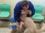 Lion Dog Reunited With Owner After Legal Debacle Lion Dog Reunited With Owner After Legal Debacle