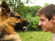 Man Refuses to Do Community Service After Biting His Dog Man Refuses to Do Community Service After Biting His Dog