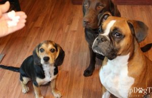 Review: Raven’s Way Freeze Dried Dog Treats Raven's Way Freeze Dried Dog Treats Review