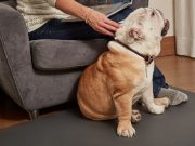 Help Your Senior Dog With Wellness PetMats Rest Assured There's No More Hard Floors With Wellness Pet Mats