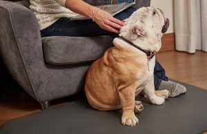 Help Your Senior Dog With Wellness PetMats Rest Assured There's No More Hard Floors With Wellness Pet Mats