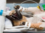 Saving Canine Lives Never Looked So Scary Saving Canine Lives Never Looked So Scary