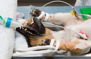 Saving Canine Lives Never Looked So Scary Saving Canine Lives Never Looked So Scary