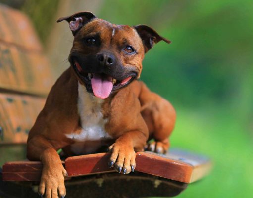 Staffordshire Bull Terrier Breed Profile Staffordshire Bull Terrier Breed