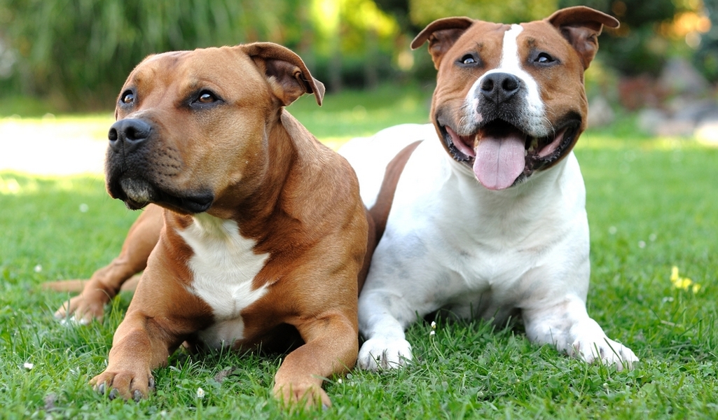 Staffordshire Bull Terrier Dog Breed Profile Top Dog Tips