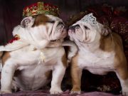 The Royals Go to the “Dogs” The Royals Go to the Dogs