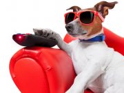 This Dog Is Addicted to Netflix. Can You Relate? This Dog Is Addicted to Netflix...Can You Relate