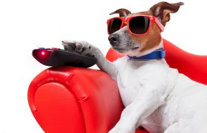 This Dog Is Addicted to Netflix. Can You Relate? This Dog Is Addicted to Netflix...Can You Relate