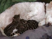 This Dog Started Producing Milk to Care For What??? This Dog Started Producing Milk to Care For What