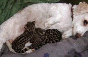 This Dog Started Producing Milk to Care For What??? This Dog Started Producing Milk to Care For What