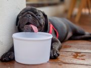 Suffering From Heat Stroke, This Dog Would Have Died If This Didn’t Happen This Dog Would Have Died If This Didn't Happen