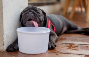 Suffering From Heat Stroke, This Dog Would Have Died If This Didn’t Happen This Dog Would Have Died If This Didn't Happen