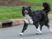 This is Every Dog Owners Worst Nightmare! This is Every Dog Owners Worst Nightmare