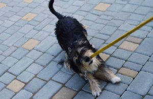 21 Worst Dog Breeds for First-Time Owners with Pictures & Characteristics Worst Dog Breeds for First Time Owners