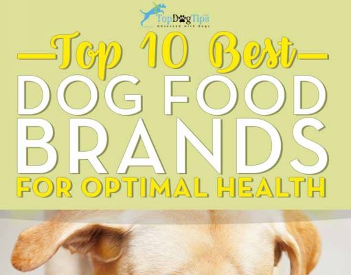 Top 10 Dog Foods: Best Dog Food Brands Analysis and Review What is the Best Dog Food Brand for Health