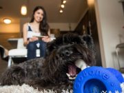 Whoa! Wait Until You See What This Dog Toy Can Do! Whoa! Wait Until You See What This Dog Toy Can Do!