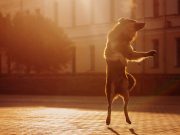 Will You Dance With Me? Say, “Woof!” Will You Dance With Me