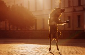 Will You Dance With Me? Say, “Woof!” Will You Dance With Me