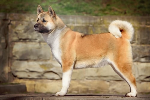 21 Dog Breeds Not Suitable For First-Time Owners - HubPages