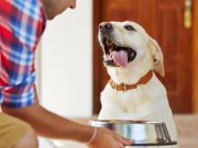 Wouldn’t It Be Convenient To Have Dog Food Delivery? Wouldn't It Be Convenient To Have Dog Food Delivery