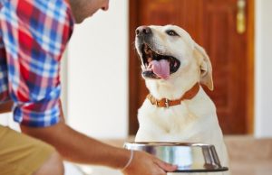 Wouldn’t It Be Convenient To Have Dog Food Delivery? Wouldn't It Be Convenient To Have Dog Food Delivery