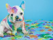 You Can Paint Your Pooch With Dog Paint, But Should You? You Can Paint Your Pooch With Dog Paint, But Should You