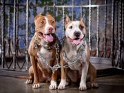 You’ll Never Guess What These Pit Bulls Did to Avoid Euthanasia You'll Never Guess What These Pit Bulls Did to Avoid Euthanasia