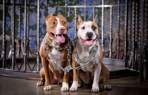 You’ll Never Guess What These Pit Bulls Did to Avoid Euthanasia You'll Never Guess What These Pit Bulls Did to Avoid Euthanasia
