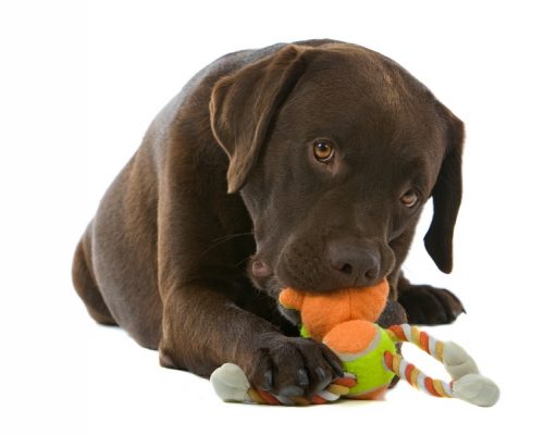 15 Best Cheap Chew Toys for Dogs Under $10 best cheap chew toys for dogs