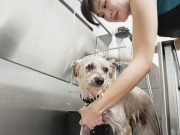 5 Cheap Dog Grooming Tubs for Home best cheap dog grooming tub for home