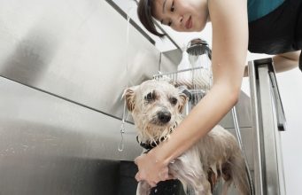 5 Cheap Dog Grooming Tubs for Home best cheap dog grooming tub for home