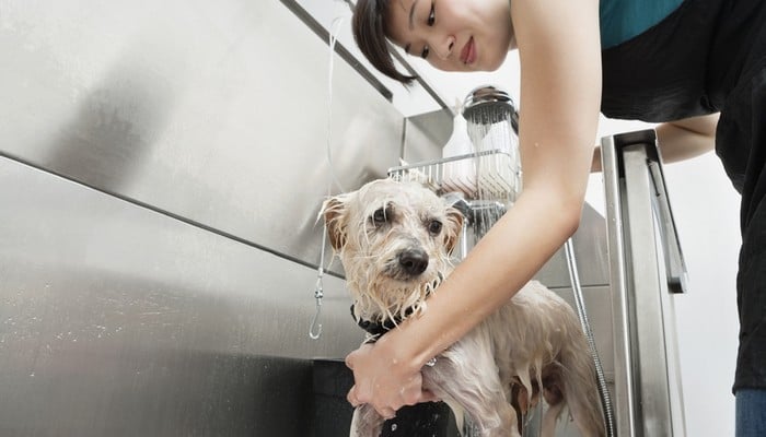 5 Cheap Dog Grooming Tubs for Home in 