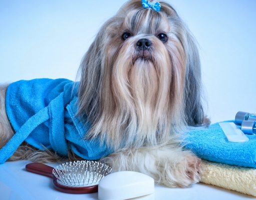 Sunday’s Recap: 7 Best Dog Grooming Blogs best dog grooming blogs