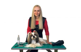 Let’s Talk: How to Find the Right Dog Groomer how to find the right dog groomer
