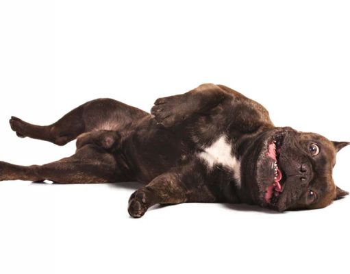Paralysis in Dogs: 5 Things to Do For Sudden Dog Paralysis 5 Things to Do if Your Dog is Paralyzed