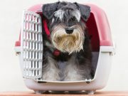 Top 15 Best Small Dog Crates for Small Dogs and Puppies Best Small Dog Crates for Puppies