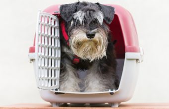 Top 15 Best Small Dog Crates for Small Dogs and Puppies Best Small Dog Crates for Puppies