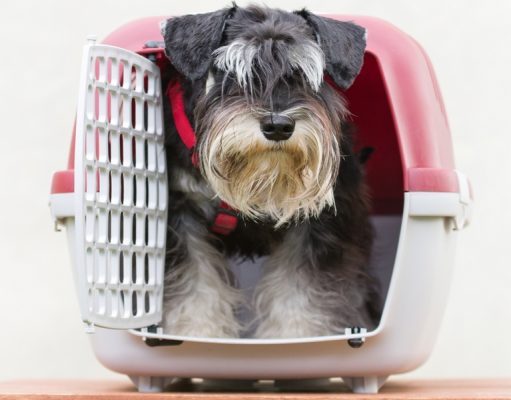 Top 15 Best Small Dog Crates for Small Dogs and Puppies Best Small Dog Crates for Puppies