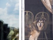 Can You Install A Dog Door In A Sliding Glass Door? Can You Install A Dog Door In A Sliding Glass Door