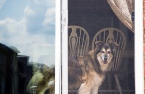 Can You Install A Dog Door In A Sliding Glass Door? Can You Install A Dog Door In A Sliding Glass Door