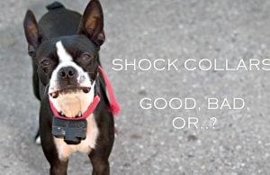 Dog Shock Collars Controversy: What Do the Experts Say? Dog Shock Collars Controversy and What Experts Say