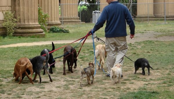 Secret Dog Walker Jobs That Pay Big Beyond Expectations