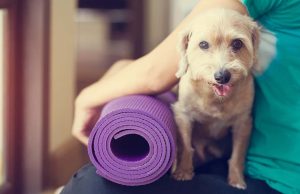 Doga 101: Benefits and Precautions of Doing Yoga With Dogs