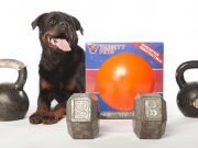 The Varsity Ball Is A Guaranteed Indestructible Dog Toy? No Way! Guaranteed Indestructible Dog Toy No Way