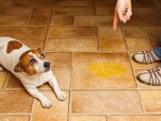 Help Your Dog Communicate with the Barking Mat Help Your Dog Communicate with the Barking Mat