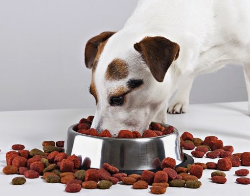 How Healthy Natural Dog Food Really Is? A Critical Look How Healthy Natural Dog Food Really Is