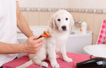 How to Find Local Dog Groomers in Your Area How To Find Local Dog Groomers in Your Area