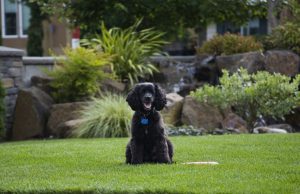 How to Create A Backyard Paradise For Your Dog How to Create A Backyard Paradise For Your Dog