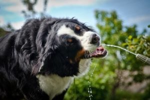 provide plenty of fresh water for dogs during bbq summr parties